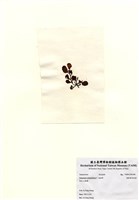 藏品(重緣葉馬尾藻)的圖片